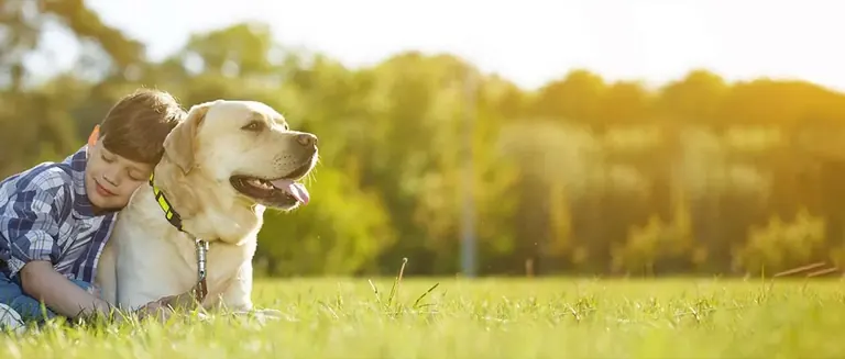 Pet Crate Manufacturer Factory
